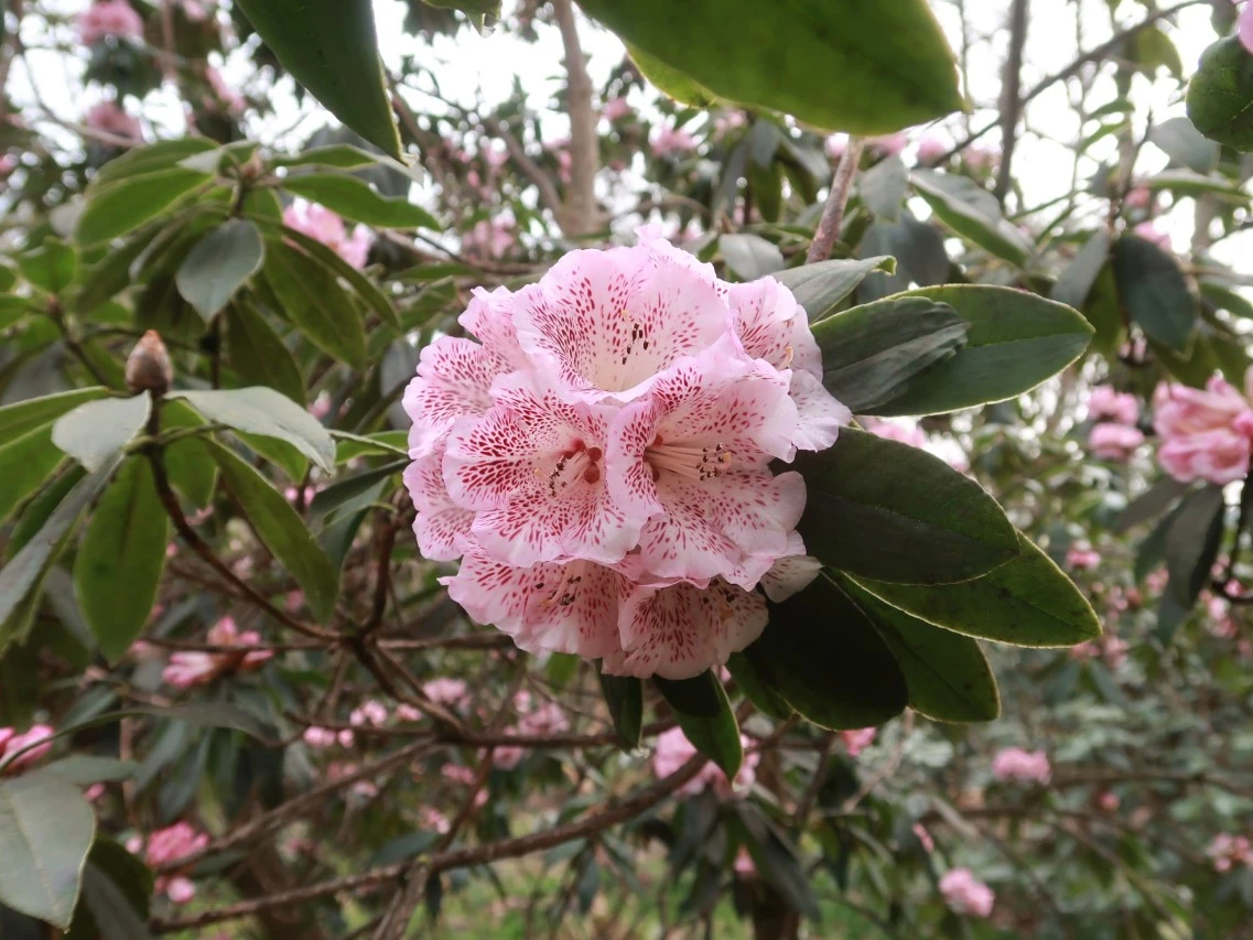 R. irroratum 'Polka Dot'